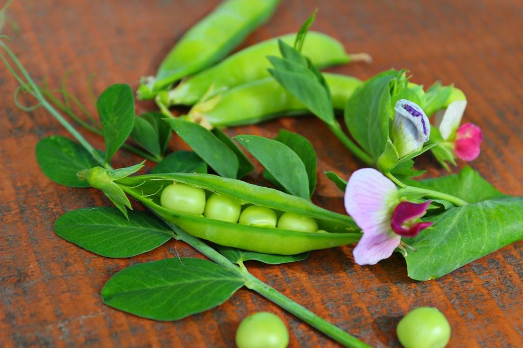 Petit pois : origine, intérêt nutritionnel et diététique